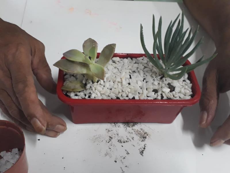 Aposentados/as plantam suculentas em Ateliê de Jardinagem; atividade resgata a Paz