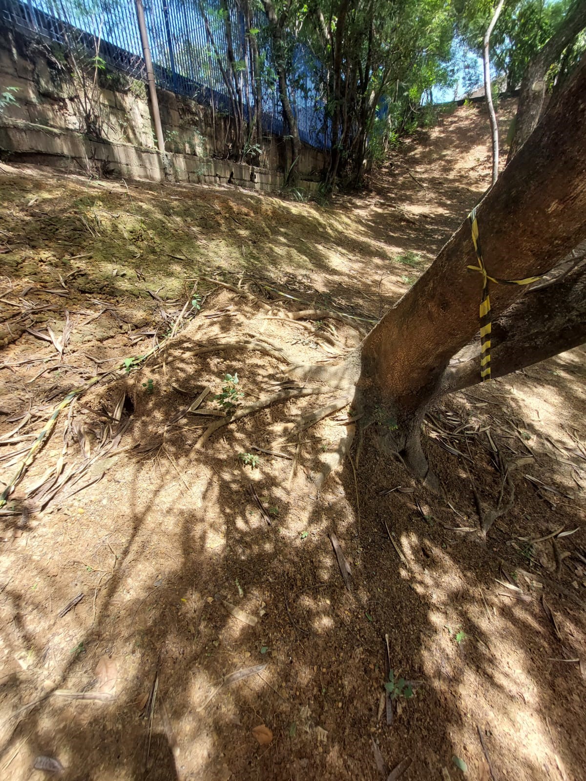 Vistoria da situação das árvores na CEI Thermutis - Março de 2023