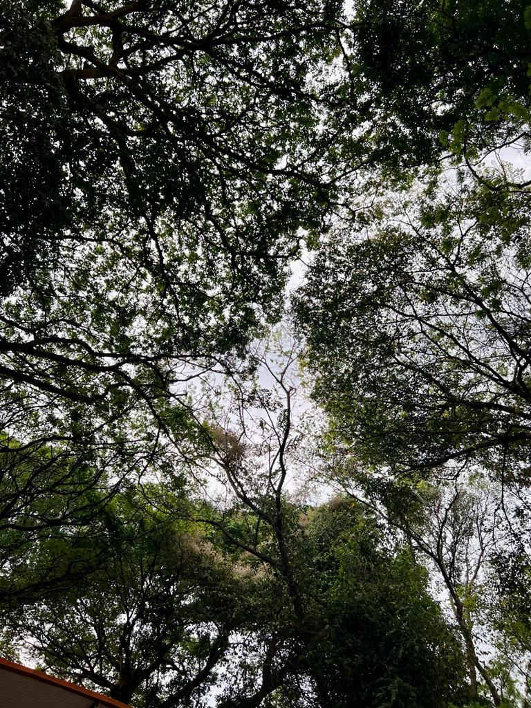 Casa dos Aposentados/as - Yoga no Bosque com Gleyce Boré - Setembro de 2023